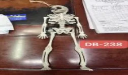 50 cm Skeleton wholesale product – Birthday Party Accessories, SKU DB-238